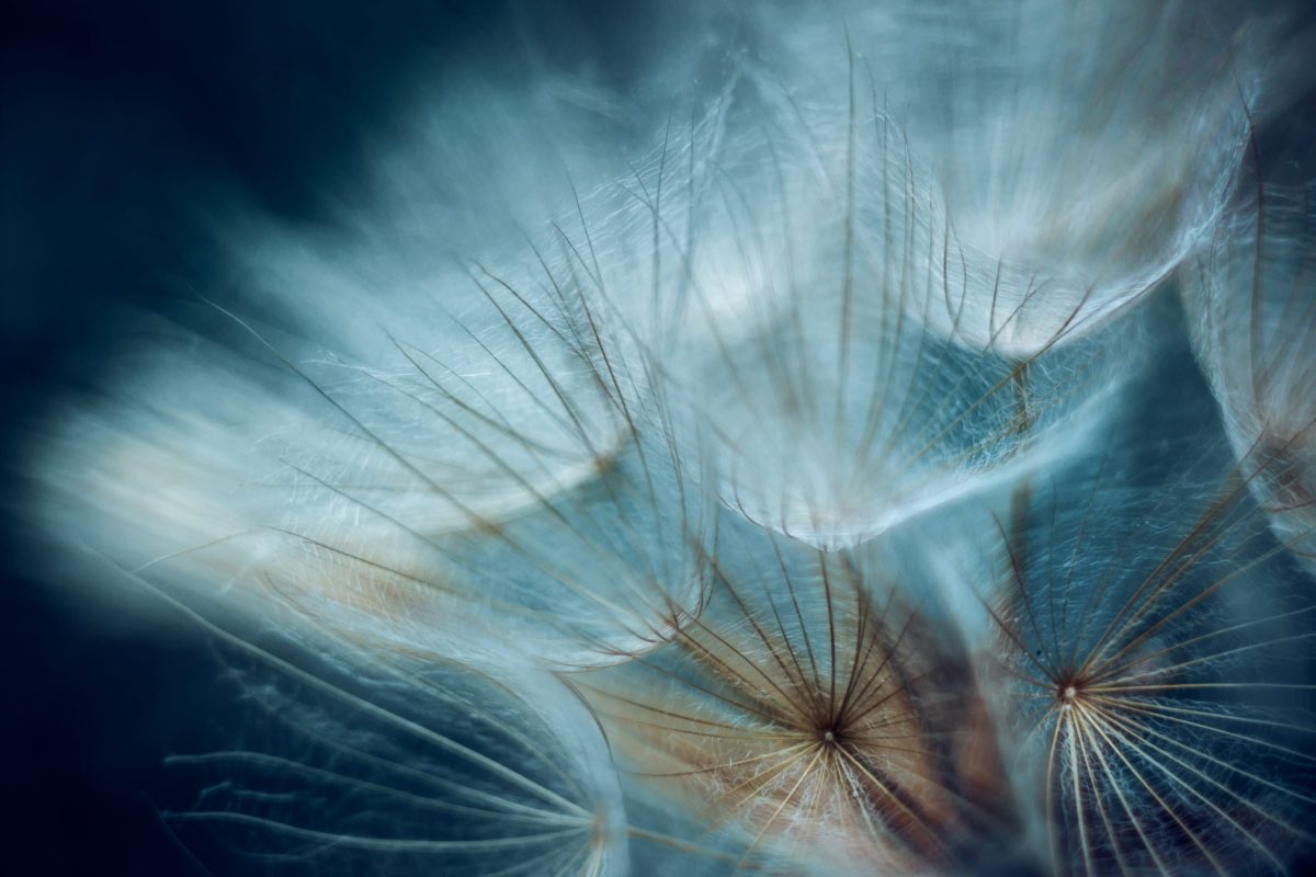 A selective focus sho of dandelion petals